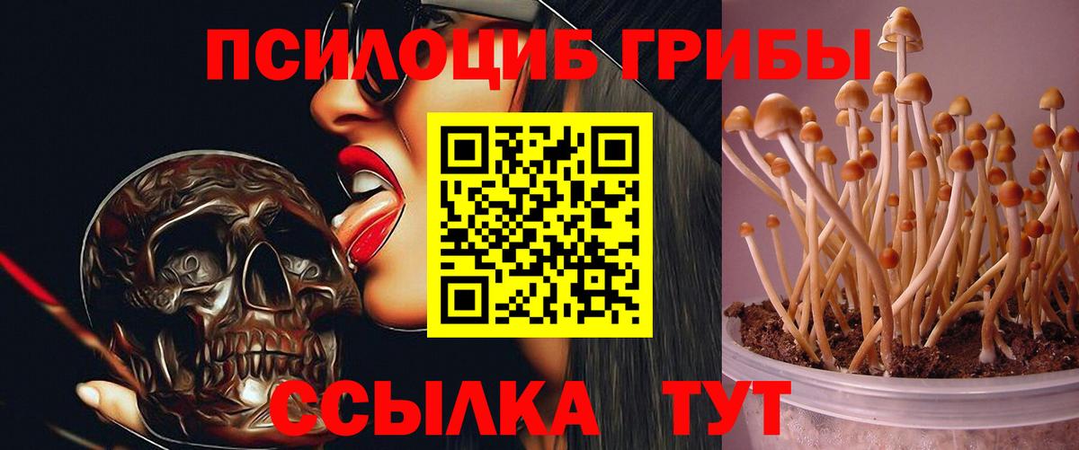 Самара  Псилоцибиновые грибы Psilocybe  Вход с VPN 